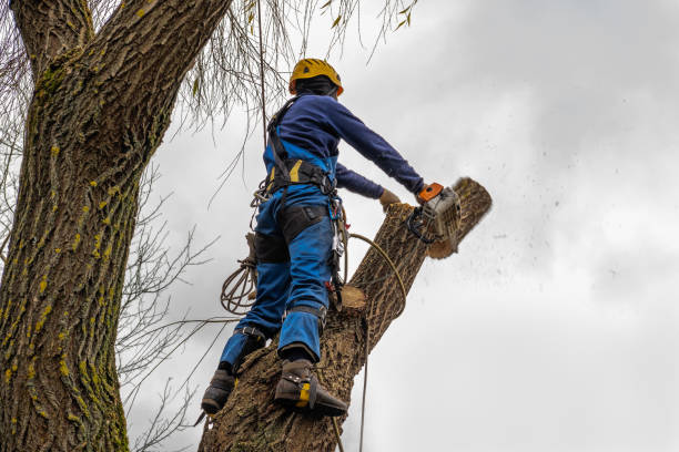 Best Storm Damage Tree Cleanup  in Sansom Park, TX