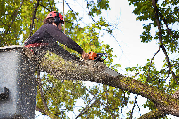 Best Tree Disease Treatment  in Sansom Park, TX